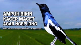Download lagu Suara Burung kacer gacor NGEPLONG tarung ini paling ampuh buat PANCINGAN KACER agar EMOSI Nyaut mp3 Download lagu Suara Burung kacer gacor NGEPLONG tarung ini paling ampuh buat PANCINGAN KACER agar EMOSI Nyaut mp3