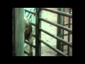 Conflict - Meat Means Murder *Lyrics