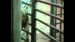 Conflict - Meat Means Murder *Lyrics