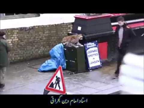 Leopard spotted in london (PRANK)😎