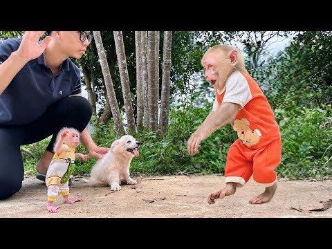 Monkey Bibi Meets Monkey Lala — Their Happy Reunion!