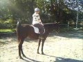 Horse Poops