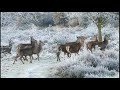 11 Oscar Peterson - Let It Snow - dodavah1562 11 Oscar Peterson - Let It Snow