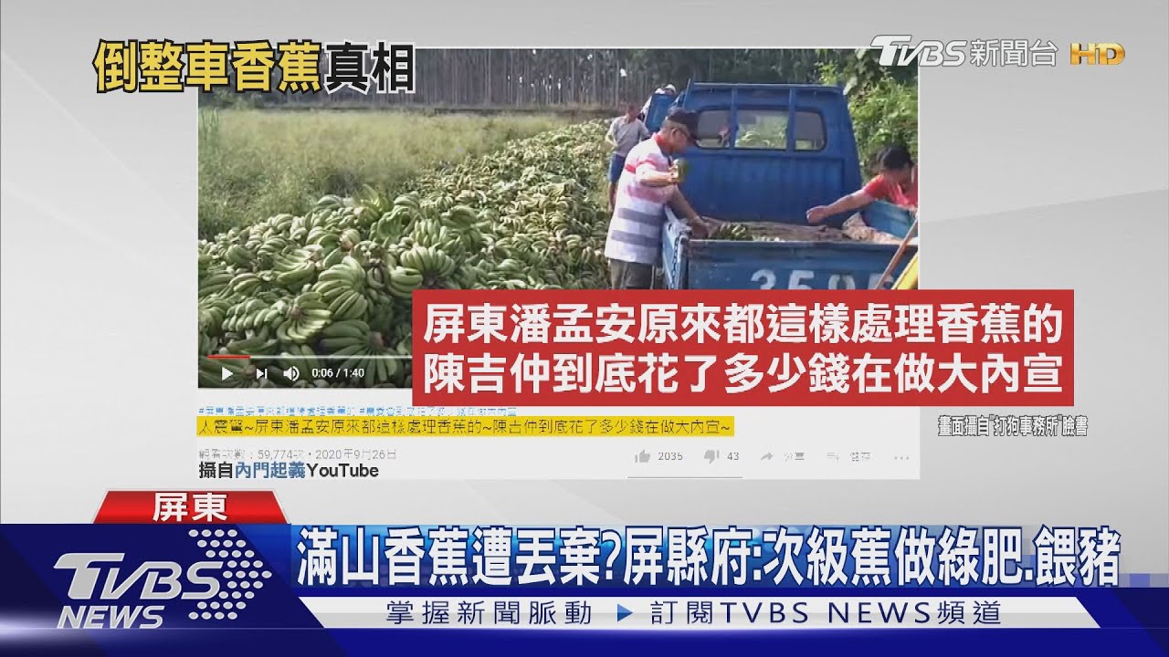 滿山香蕉遭丟棄? 屏縣府:次級蕉做綠肥、餵豬