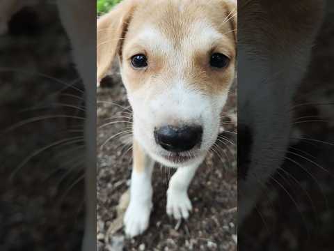 @krishik6549 #cute puppy#viral YouTube cute puppy#street dog#voice for voiceless#puppy video