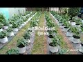 නයි මිරිස් වගාව 8 0f 10 Weeks 08 Nai Miris Wagawa