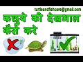 कछुए की देखभाल कैसे करे/How to take care of Turtle in Hindi@turtleandfishcare