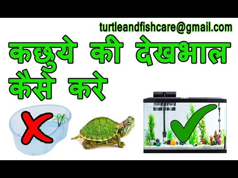 कछुए की देखभाल कैसे करे/How to take care of Turtle in Hindi