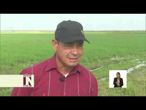 Estrategias agroindustriales en Sancti Spíritus garantizan producción de arroz