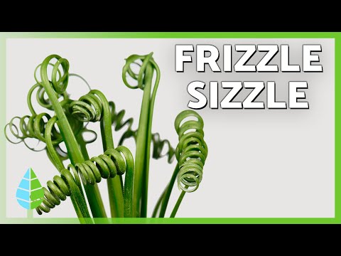 ALBUCA SPIRALIS Care 🌿🌀 | How to Grow, Water & Propagate the Frizzle Sizzle