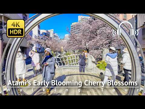 Japan’s Earliest Cherry Blossoms: Atami’s Cherry Blossoms Are Peaking Right Now! [4K/HDR/Binaural]