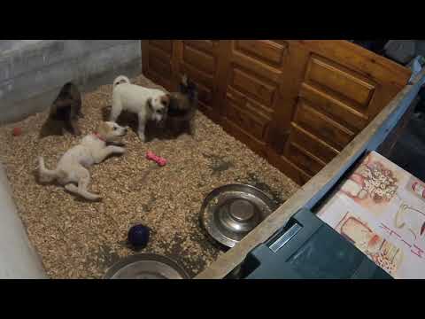 Скрытая камера снимает/Что делают спасённые щенки в наше отсутствие?