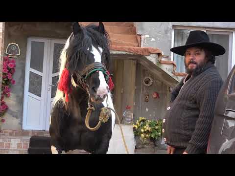 Caii lui Petrica de la Floresti, Cluj - 2021 Nou!!!