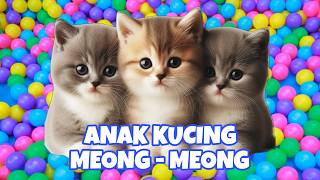 Download lagu ANAK KUCING MEONG MEONG | Lagu Anak Anak | Lagu Anak Indonesia Populer Si Meong Kucing Lucu mp3