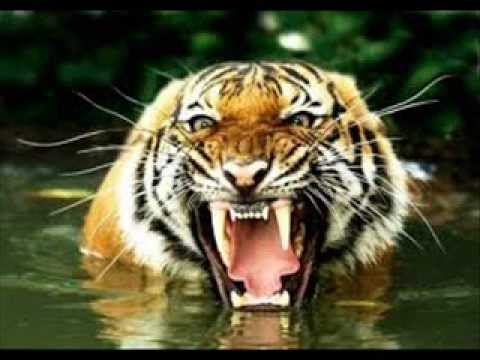 Eye of the Tiger+Lyrics (original)