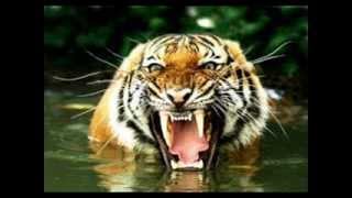 Eye of the Tiger+Lyrics (original)