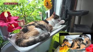 三毛猫フミちゃん  LIVE配信 　2026年8月13日　calico cat　(LIVE stream)