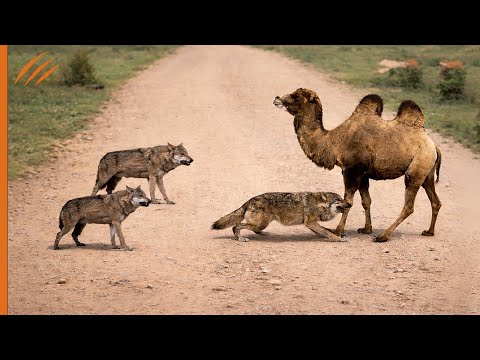These wolves will regret attacking the camel… look what happened!!
