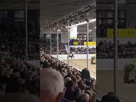 DON MARTILLO  Verden