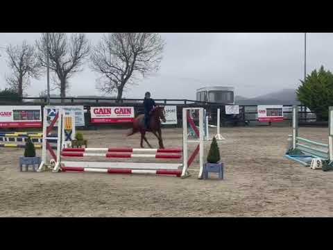 15.2h 4 year old mare - Image 2