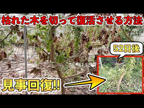 折れた木の枝を修復するにはどうすればよいですか?シンプルな解決策があります。  庭園
