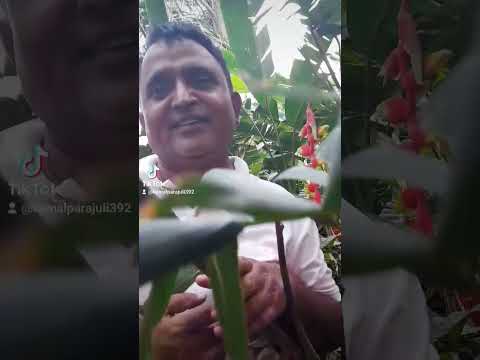 beautiful flower seen by Saksham Dhakal and Grish Bhattarai