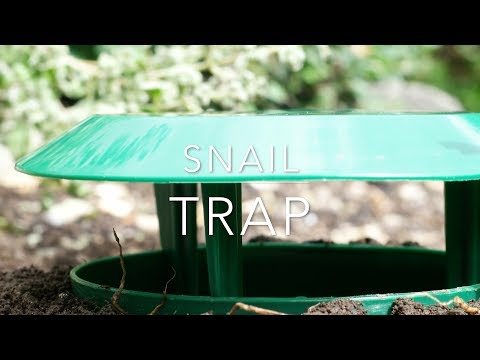 Snail trap