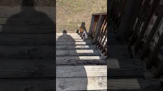 Video preview image #1 Mutt Puppy For Sale in Spotsylvania, VA, USA