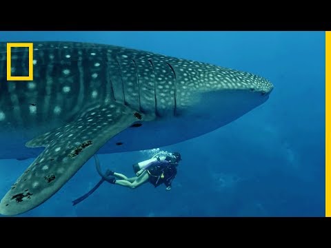 The whale shark, the largest fish in the world