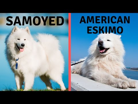Samoyed Vs American Eskimo