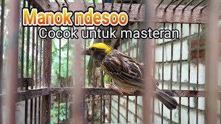 Download lagu Manyar kembang jantan gacor untuk pancingan mp3 Download lagu Manyar kembang jantan gacor untuk pancingan mp3