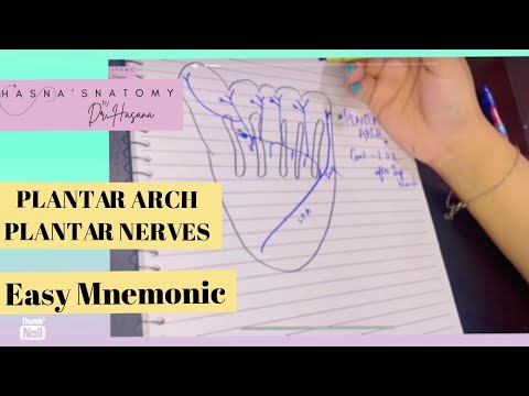 Plantar Arch | Medial & Lateral Plantar Nerve | EASY MNEMONIC | Sole of foot