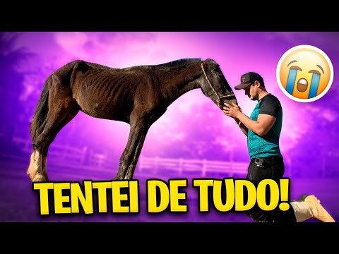 TENTEI de TUDO com o CAVALO ABANDONADO