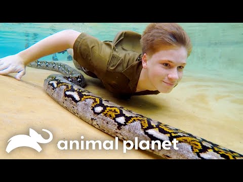 Robert Irwin Continues His Father's Legacy | Crikey! It's the Irwins | Animal Planet