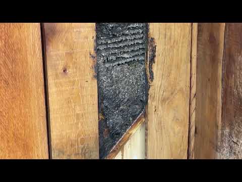 Yellow Jackets Attacking the Horses in Colts Neck, NJ