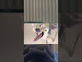 ICE AGE 2002 Scrat S Scream But It S Tom Scream