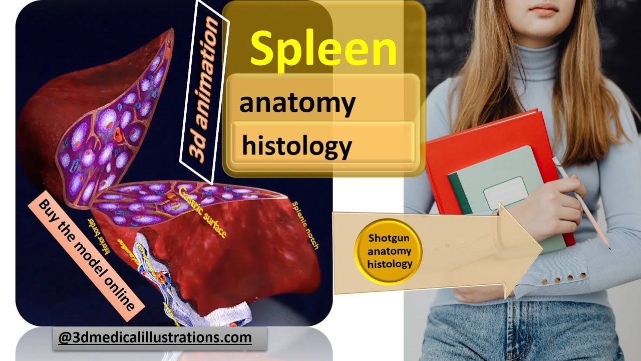 3D Spleen Anatomy Microscopy Labelled 3D Model