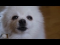 Gabe The Dog Spongebob Theme