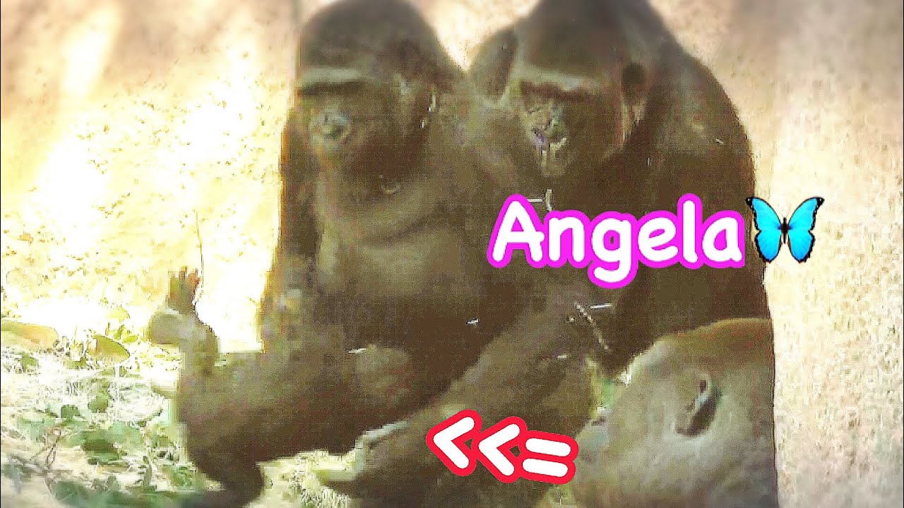 Gorilla 🌸Angela took the baby quickly and runs‼️ baby practice standing using wall ❤️🩵