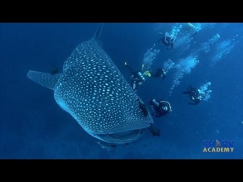 シャークアカデミージンベイザメ (Shark Academy: Whale Sharks)