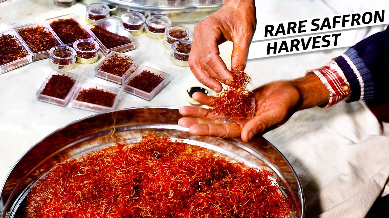 How a Family of Saffron Farmers Harvests the World s Most Expensive Spice Vendors