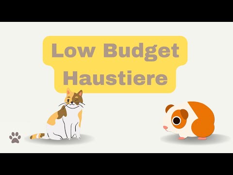 Die besten Haustiere ( KLEINES BUDGET und WENIG ZEIT benötigt)