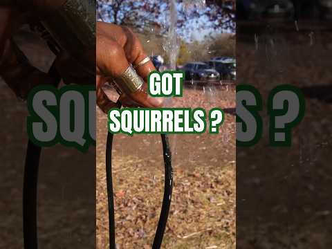 3 Harmless Ways to get RID of Squirrels 🐿 | #gardeningtips