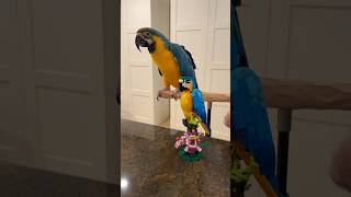 LEGO Parrot and a Real Parrot side by side