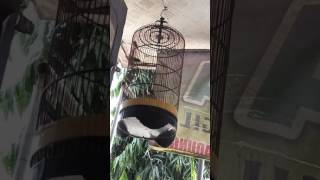 Download lagu Branjangan NTB gacor masteran mp3 Download lagu Branjangan NTB gacor masteran mp3