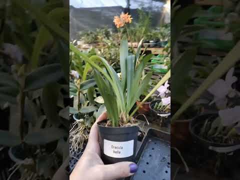ZAP 11940050033 pedido de Judith de Goiás @Mais Orquídeas #plantas #flores #orquideas #jardim