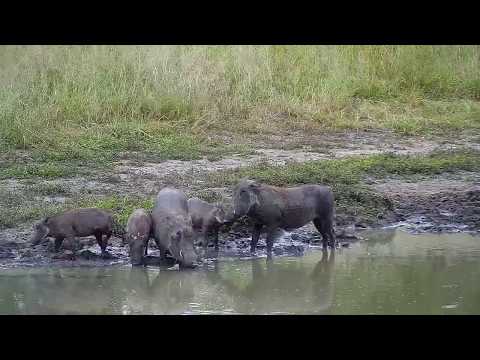 Djuma: Warthogs-two adults and three young - 12:50 - 03/21/19