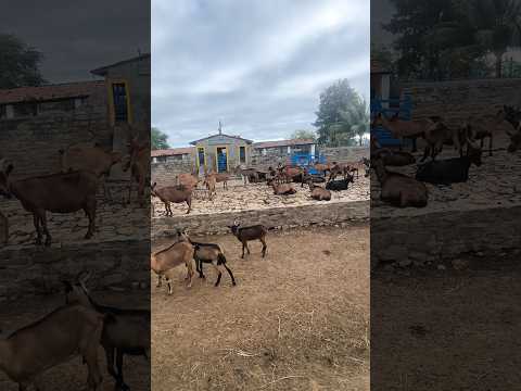 FAZENDA CARNAÚBA TAPEROÁ PARAÍBA #shorts