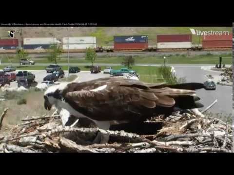 Hellgate Osprey 2014