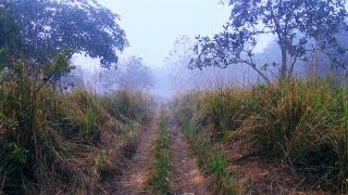 On the way to Mathanguri Forest, Assam